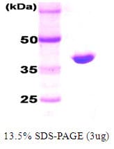 E. coli dnaK Protein (Recombinant)