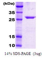 E. coli dnaK Protein (Recombinant)