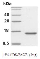 Human MIF Protein (Recombinant His)