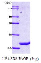 Human MIF Protein (Recombinant)