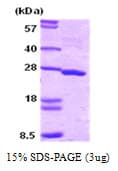 Human SNAP25 Protein (Recombinant)