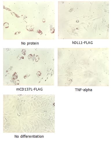 Human DLL1 Protein (Recombinant DDK (Flag))