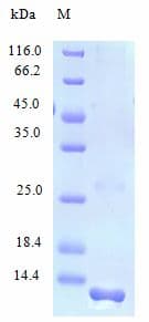 Human CCL28 / MEC Protein (Recombinant)