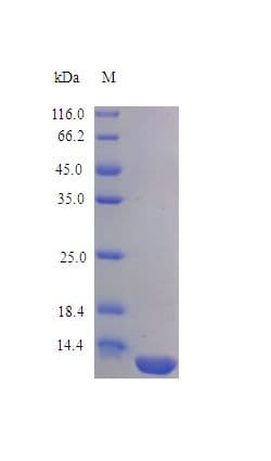 Human IL16 Protein (Recombinant)