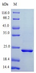 Human CNTF Protein (Recombinant)