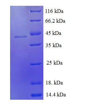Human GDF9 / GDF-9 Protein (Recombinant GST)