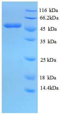 Mouse IDH1 / IDH Protein (Recombinant His)