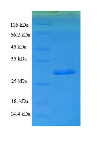 Human SUB1 Protein (Recombinant His-SUMO)