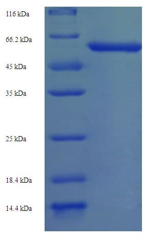 Arabidopsis thaliana ABI5 Protein (Recombinant His-SUMO)