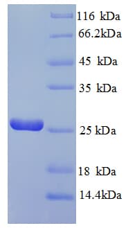E. coli ribA / GTP Cyclohydrolase-2 Protein (Recombinant His)