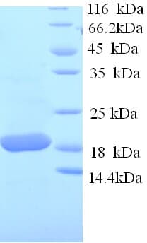 Sheep TNF Alpha Protein (Recombinant His)