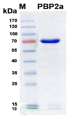 Staphylococcus aureus Penicillin Binding Protein 2a (Recombinant 6His, N-terminus)