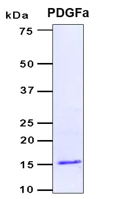 Human PDGF-AA Protein (Recombinant 6His, N-terminus)