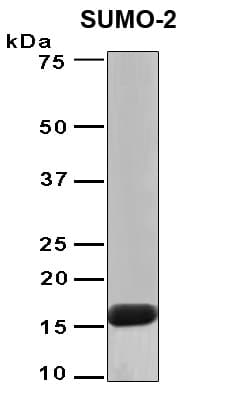 Human SUMO2 Protein (Recombinant 6His, N-terminus)