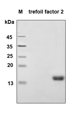 Human TFF2 / SP Protein (Recombinant 6His, N-terminus)