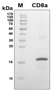 Human CD8A / CD8 Alpha Protein (Recombinant 6His, N-terminus)