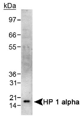 CBX5 / HP1 Alpha Antibody (aa1-100)