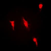 PRMT2 Antibody