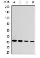 GDAP1 Antibody