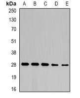 NFU1 Antibody