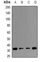 ERP29 Antibody