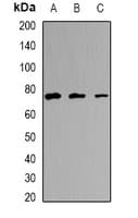 EFHC1 Antibody
