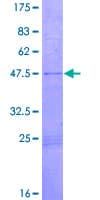 Human PACAP Protein (Recombinant GST)
