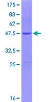 Human GHBP / BLVRB Protein (Recombinant GST)