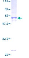 Human CD1D Protein (Recombinant GST)