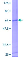 Human CD8B / CD8 Beta Protein (Recombinant GST)