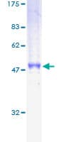 Human CD79B / CD79 Beta Protein (Recombinant GST)
