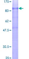 Human ADGRE5 / CD97 Protein (Recombinant GST)