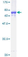 Human MAPK14 / p38 Protein (Recombinant GST)