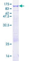 Human CSF1 / MCSF Protein (Recombinant GST)