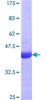 Human CSF3 / G-CSF Protein (Recombinant GST)