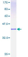 Human CSTA / Cystatin A Protein (Recombinant GST)