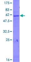 Human CTSZ / Cathepsin Z Protein (Recombinant GST)