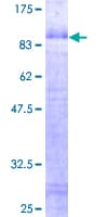 Human EGR2 Protein (Recombinant GST)