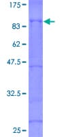 Human EIF4G1 / EIF4G Protein (Recombinant GST)