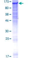 Human GANC Protein (Recombinant GST)
