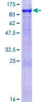 Human GAS6 Protein (Recombinant GST)
