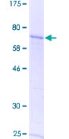 Human GDF9 / GDF-9 Protein (Recombinant GST)