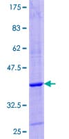 Human GHRH Protein (Recombinant GST)