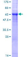 Human GJA4 / CX37 / Connexin 37 Protein (Recombinant GST)