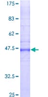 Human GJB2 / CX26 / Connexin 26 Protein (Recombinant GST)