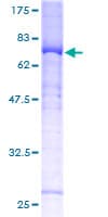 Human GSK3B / GSK3 Beta Protein (Recombinant GST)