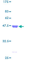 Human ITPA Protein (Recombinant GST)