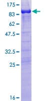 Human MAP2 Protein (Recombinant GST)