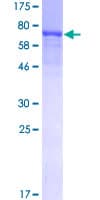 Human USP14 Protein (Recombinant GST)