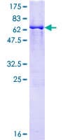 Human GRAP2 / GRID Protein (Recombinant GST)